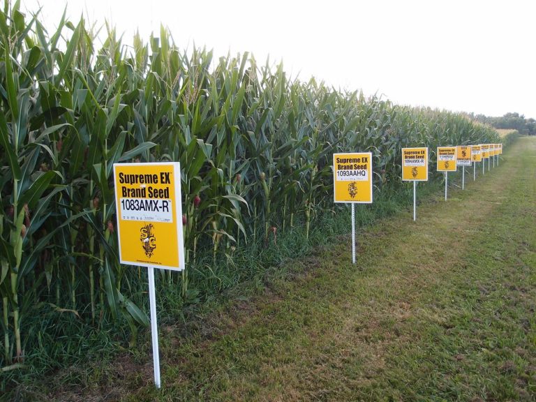 https://commons.wikimedia.org/wiki/File:Hybrid_corn_Yellow_Springs,_Ohio.jpg